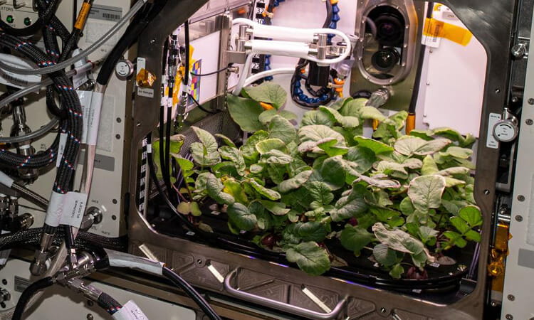 Plants surrounded by equipment