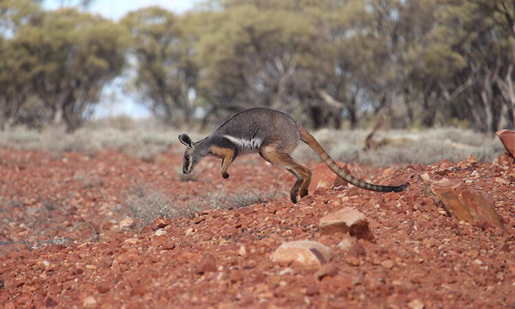 a wallaby jumps across red dirt