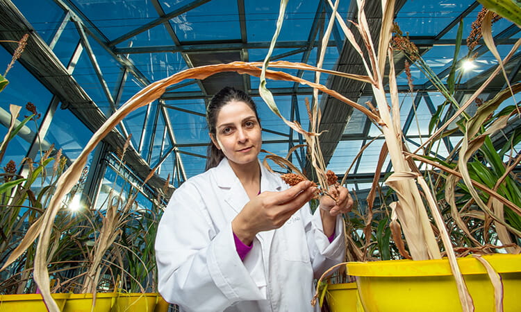 usq professor in greenhouse with crops