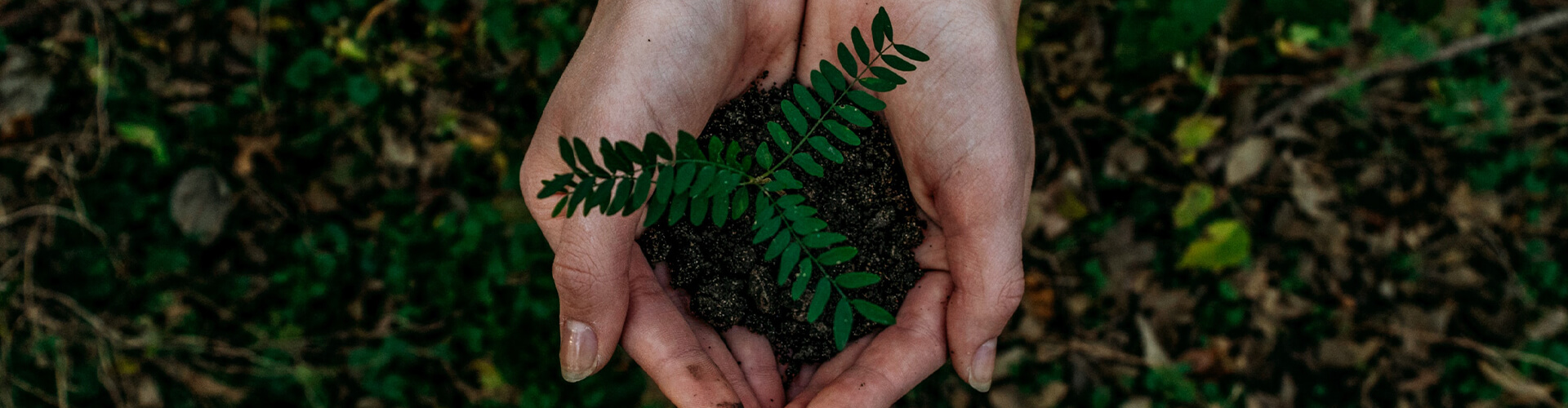 hands holding dirt