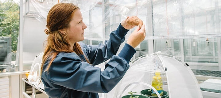USQ researcher examining plant in greenhouse lab
