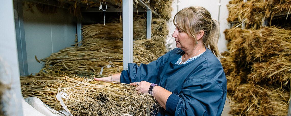 A woman in a blue apron sorting straw in a workshop environment.